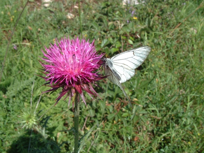 Aporia crataegi